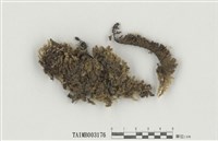 藏品(垂苔屬)的圖片